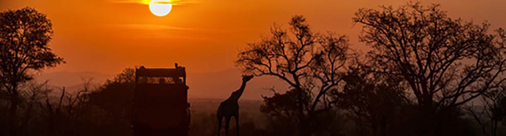 Chemins de table - Savane, Afrique