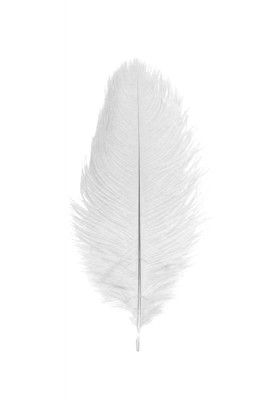 Chaks 0718-00, Sachet de 2 Plumes d'Autruche 30-35cm, Blanc