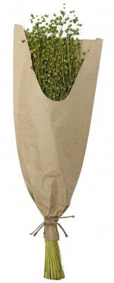 Chaks 11578-20, Bouquet de Lin 60cm, Vert