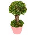 Chaks 10812, Petit Arbuste vert dans pot 21,5 cm