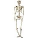 P'TIT Clown re16050 - Squelette articulé de 165 cm