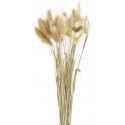 Party Pro 333FS5, Bouquet de 30 bunny tails brun naturel 60 cm