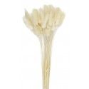 Party Pro 333FS6, Bouquet de 30 bunny tails blanc naturel 60 cm