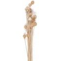 Party Pro 333FS9, Bouquet de Chardons séchés Naturel 60 cm