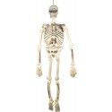 P'TIT Clown re60067 - Squelette articulé de 150 cm