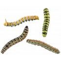 Chaks 90583, Set de 4 insectes grandes Limaces assorties 8cm