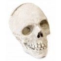 Marque-place Crâne en résine 4,8cm