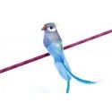 Oiseau Perruche en plumes 13cm sur pince, Turquoise
