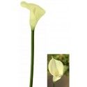 Fleur ARUM sur tige 65cm, ivoire