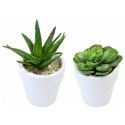 Petite Plante Succulente artificielle assortie en pot