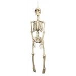 Faux Squelette réaliste 92 cm