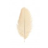 Chaks 0718-01, Sachet de 2 Plumes d'Autruche 30-35cm, ivoire