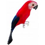 Chaks 10238, Perroquet en plumes, Rouge 20cm