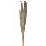 Chaks 11575, Bouquet Pampa Grass 110cm, Naturel