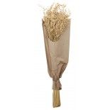 Chaks 11579, Bouquet d'Avoine 70cm, Naturel