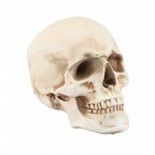 Petit Crâne résine effet vieilli 13cm