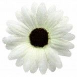 Sachet de 24 Marguerites de TABLE, blanc