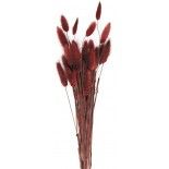 Bouquet de 30 Bunny tails Marsala 60 cm