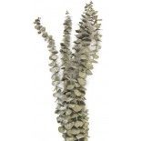 Party Pro 333FS2, Bouquet de 5 branches d'eucalyptus 60 cm