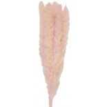 Bouquet de 5 Pampas doudou Rose Vintage 60 cm