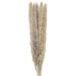 Party Pro 333FS3, Bouquet de 5 Pampas doudou brun naturel 60 cm