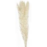 Party Pro 333FS4, Bouquet de 5 Pampas doudou blanc naturel 60 cm