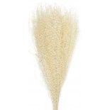 Party Pro 333FS8, Bouquet de 10 Pampas light blanc naturel 60 cm