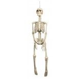 Faux Squelette réaliste 92 cm