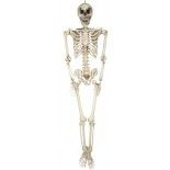 Squelette réaliste articulé de taille humaine 160 cm