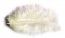Chaks 0702-01, Sachet 10g de 100 plumes 5-10cm, ivoire