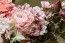 Bouquet de 5 tiges Bidens 27cm, Rose