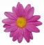 Sachet de 24 Marguerites de TABLE, fuchsia