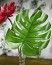 Feuille de Philodendron tropicale 60cm