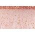 Chaks 0820-79, Ruban de table Glitter 10cm, Rose Gold