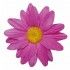 Sachet de 24 Marguerites de TABLE, fuchsia