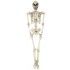 Party Pro 90210, Grand Squelette réaliste articulé de taille humaine 160 cm
